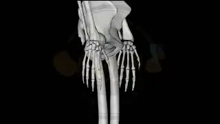 İskeletimiz