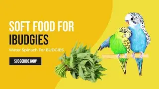 Which Soft Food I Use for Budgies || IN ENGLISH