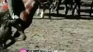 Бузкаши дар охказаи Вахш.  Баромади Фируз човандоз ай н.Вахш