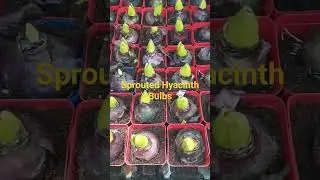 Sprouted Hyacinth Bulbs