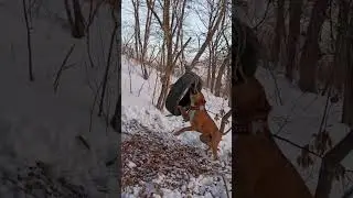 Стаффордширский терьер против покрышки!? 🤔😅