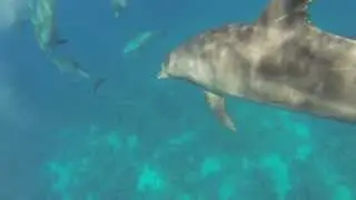 GoPro Hero3 Black Edition - Swimming/Diving with dolphins (El Gouna, Egypt)