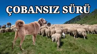 ÇOBANSIZ SÜRÜ KANGALLARA VE BİR EŞEĞE EMANET