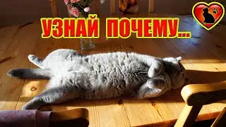 So That's Why the Cat Sleeps on the Table! Signs and Superstitions!