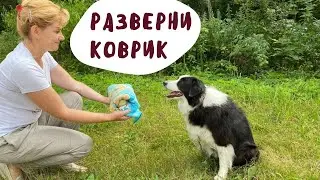 How to Teach a Dog to Unroll a Rug. Trick Dog Training