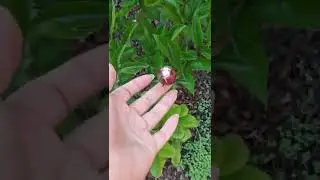 Красота на Юге (1) 12.05.2022г. мои любимые хвойнички ❤️❤️❤️ пионы, клематис, жимолость, керия,хосты