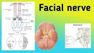 Facial Nerve || Cranial Nerve 7 pathway, Branches,  Bell's Palsy