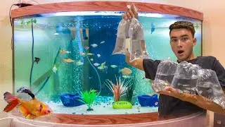 Exotic Fish at Austin Aquatic Aquarium Fish Shop