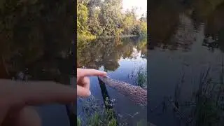 Вот курва!