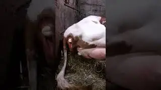 Роды нашей старой Айширской коровы! дождались наконец то