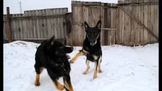 ариф и фиона.mp4
