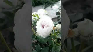 Утренняя прогулка по розарию   🥰       1 ЧАСТЬ