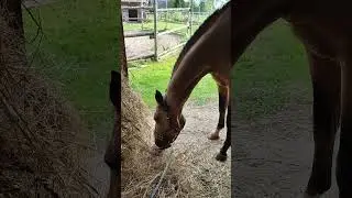 ПЕДИКЮР И ЕДА так удобно😂#akhalteke #horse #shorts #equestrian
