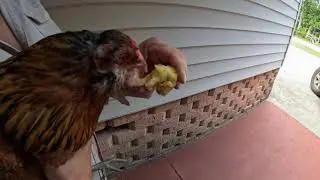 Robin the Chicken Eats an Apple