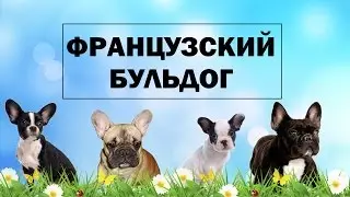 КТО? ФРАНЦУЗСКИЙ БУЛЬДОГ