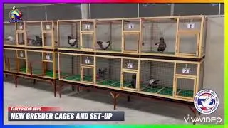 BREEDER CAGE SET-UP || CLEANING AND LAYOUTS || Chanyaphat Loft - Thailand |🕊Pigeons