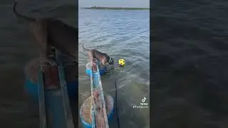 Пытался лапой, не получилось 😅 Вода то холодная 🥶