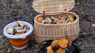Сбор грибов 31.08.2024 🍄‍🟫🌲🍄🌳🪺🪵🌼 Подосиновики, белые грибы и опята
