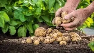 Erste Kartoffel 🥔 Ernte in 2024 !! So yummy 😋
