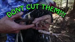 How to Remove Your ROOSTERS SPURS the Right Way!