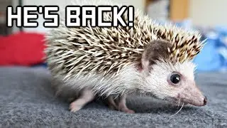 The Internet Brought My Hedgehog Back To Life!