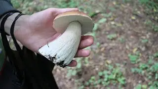 VLOG грибы. Сентябрь 2020
