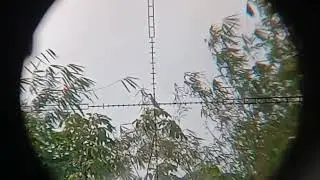 🔴EDISI MEMANDANG TARGET // EFEK MIMIS JATOH DI JALAN #birds #birdtrap