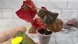 Посадка бегоний на укоренение.