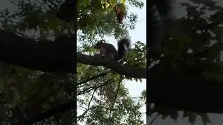 When your cats wait patiently for that one squirrel to come out and play