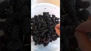 Черная шелковица или Карадут. 