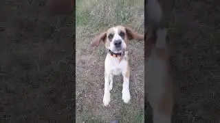 С Лордом на прогулке3#beagle#Lord#бигль#Лорд