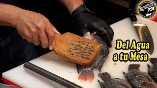 ✅ Explorando la Vida de la MOJARRA: Datos Fascinantes