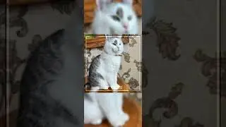 {Звук мой если берете отмечайте! }🍄Ураа автор вспомнил про существование канала🍄{Эдит Мурка}🍄🍂