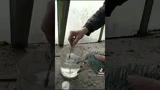 размножение растений
