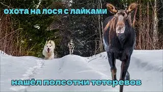Охота в тайге с лайками на лося, полсотни тетеревов и новый монокуляр iRay xEye 3 E3 Max
