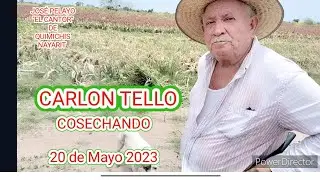 CARLON TELLO DE QUIMICHIS, NAYARIT