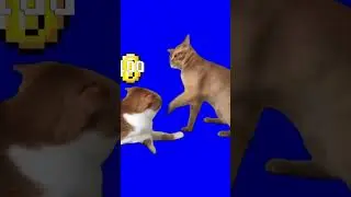 Cat Hits Another Cat Meme with Super Mario Coin sound effect 😺💢🔔