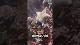 Starfish | Bizare Or Cute?