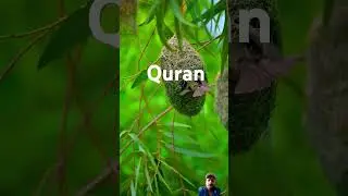 Al Quran voice| 