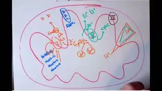 BIO300 - Week 10 Review - ETC and ATP Synthase