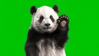 Realistic Panda Bear Green Screen-4K 