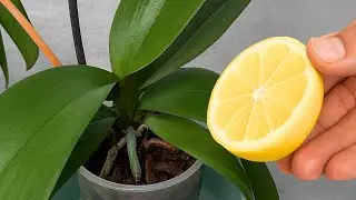 All you need is a lemon — and your orchids will bloom all year round!