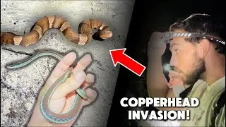 Copperhead Invasion on this Austin, Texas Nature Trail!