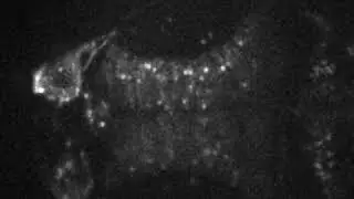 2-photon Camera-based lightsheet microscopy of live zebrafish