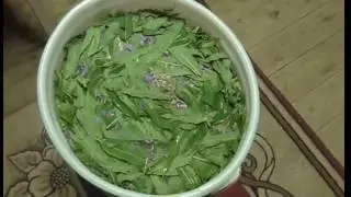 Собираем и готовим иван чай.