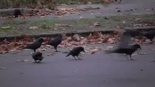 Private Property - Guarded by Crows
