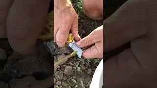 ХУРМА. ПРИВИВКА,ЛЕТНЯЯ ОКУЛИРОВКА часть 2. .