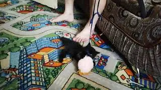 Взяли мы кота. 2 минисерия.