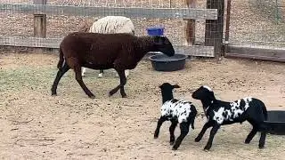 7 New *Playful* Lambs! 🐑 😂