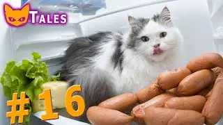 Смешные коты😻 приколы с котами🐱 животные🐶 смешные видео😹 FUNNY VIDEOS Cattales антистресс Выпуск 16